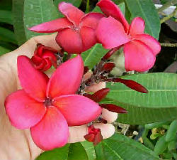 (image for) Plumeria Rubra \'Daeng Kam Ma Yie\' 6 Seeds
